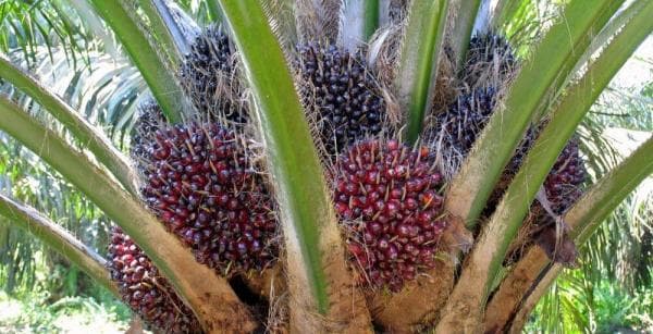 La culture du palmier à huile